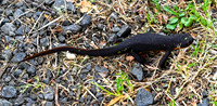 Idaho giant salamander Dicamptodon aterrimus