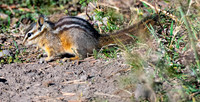 Golden-mantlerd ground squirrel Callospermophilus