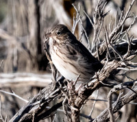 Lincoln sparrow Melospiza lincolni