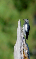 Williamson sapsucker Sphyrupicus thyoideus