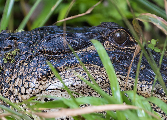 Alligator mississippiensis American alligator-8618.jpg