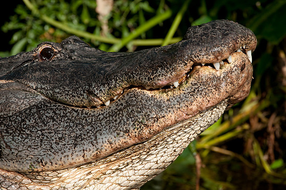Alligator mississippiensis American alligator -3000.jpg