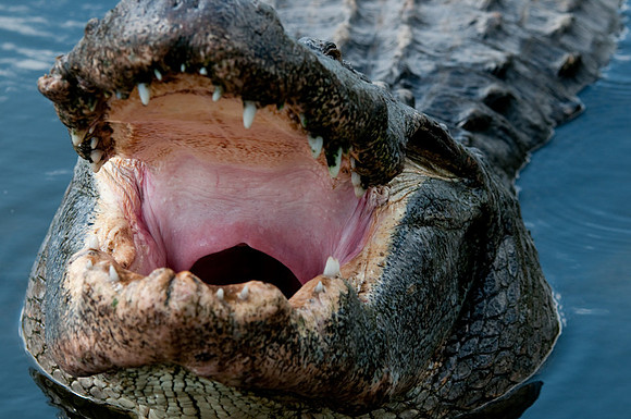Alligator mississippiensis American alligator -3201.jpg