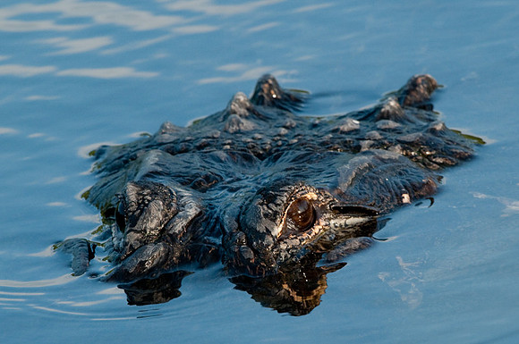 Alligator mississippiensis American alligator -3394.jpg