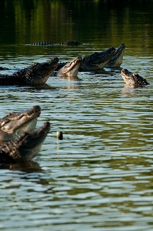 Alligator mississippiensis american alligator -6506.jpg