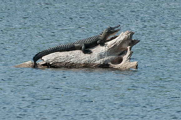 Alligator mississippiensis American alligator_RK76469.jpg