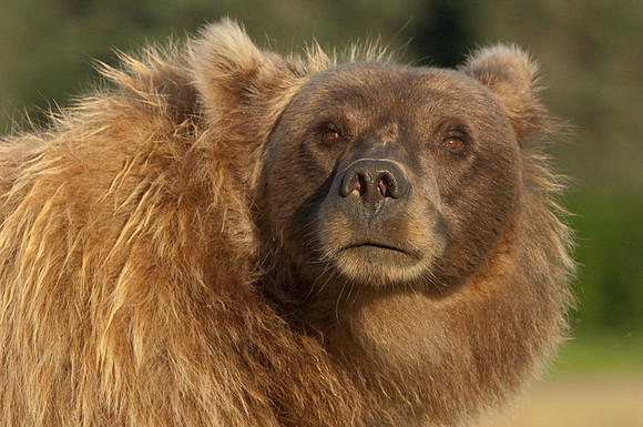 Ursus arctos grizzley bear -7766.jpg