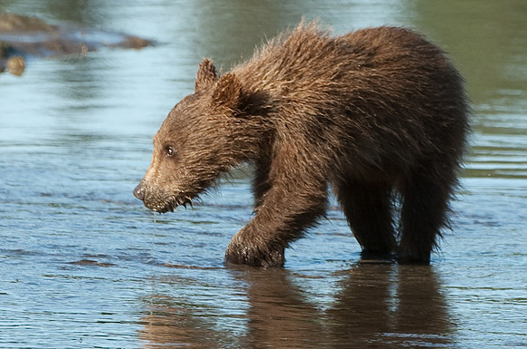 Ursus arctos grizzley bear -7802.jpg