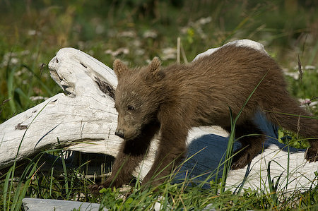 0508 Ursus arctos 7939.jpg