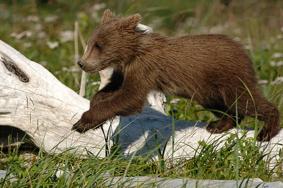 Ursus arctos -0508.jpg