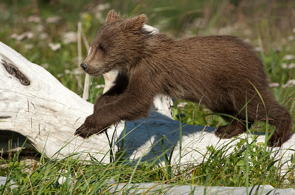Ursus arctos grizzley bear -7943.jpg