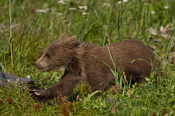 Ursus arctos grizzley bear -7945.jpg