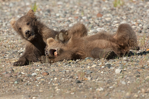 Ursus arctos grizzley bear -7986.jpg