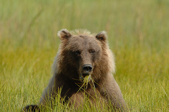 Ursus arctos -3-3.jpg