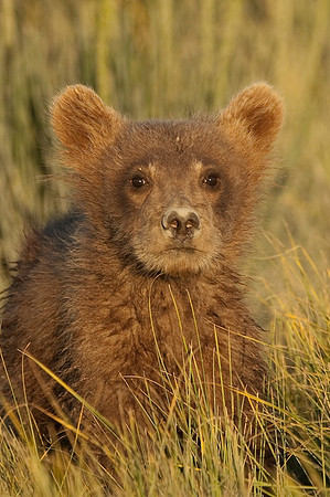 Ursus arctos grizzley bear -8221.jpg