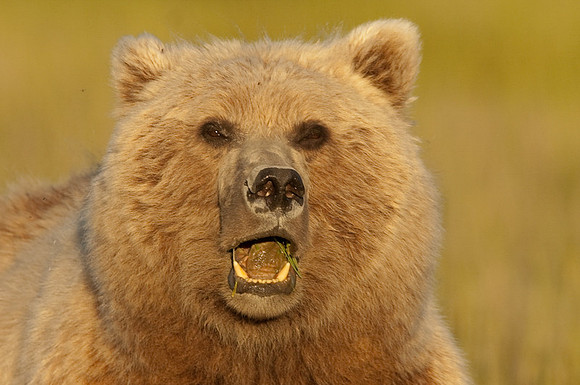 Ursus arctos grizzley bear -8228.jpg