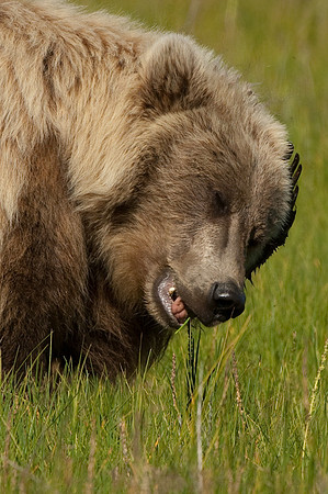 Ursus arctos grizzley bear -8419.jpg