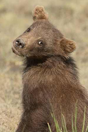 Ursus arctos grizzley bear -8568.jpg