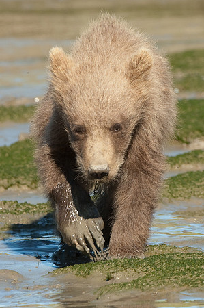Ursus arctos grizzley bear -8608.jpg