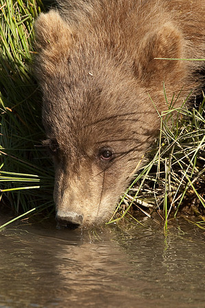 Ursus arctos grizzley bear -8631.jpg