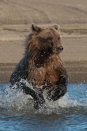 Ursus arctos grizzley bear -8718.jpg