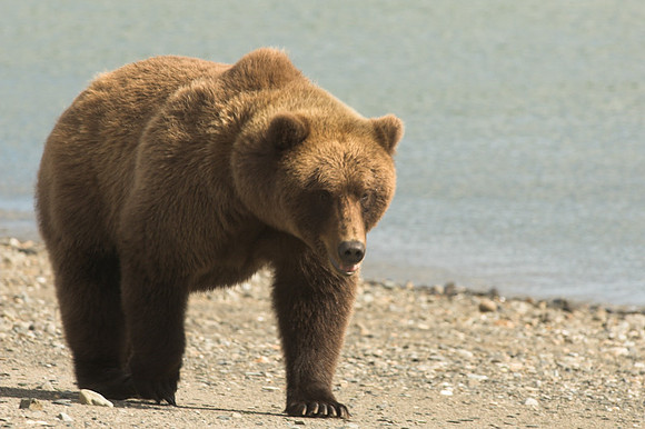 Ursus arctos -7.jpg