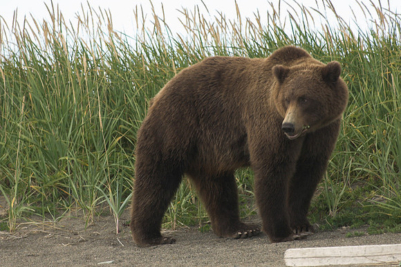 Ursus arctos -10.jpg