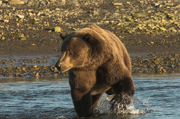 Ursus arctos -13.jpg