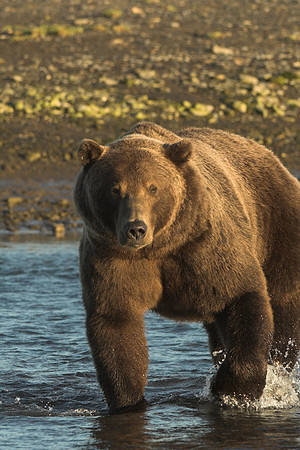 Ursus arctos -14.jpg