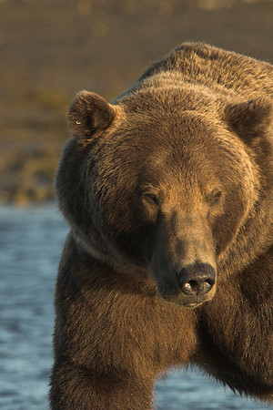Ursus arctos -15.jpg