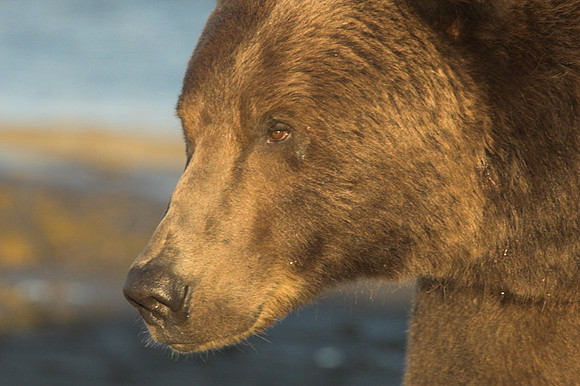 Ursus arctos -17.jpg