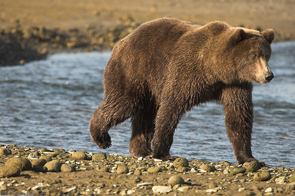 Ursus arctos -21.jpg