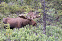 Moose Alces alces