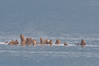 Stellar sea lion Eumetopias jubatus