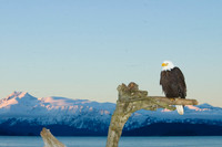 Bald eagle Haliaeetus leucocephalus