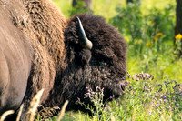 Bison Bison bison