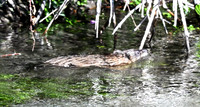 Northern river otter Lontra canadensis
