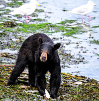 American black bear Ursus americanus