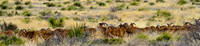 Bighorn sheep Ovis canadensis