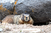 Yellow-bellied marmot Marmot flaviventris