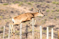 White tailed deer Odocoileus virginianus