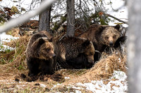 Brown Bear/Grizzly bear Ursus arctos