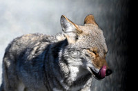 Coyote Canis latrans