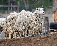 Sheep, domestic, Ovis aries